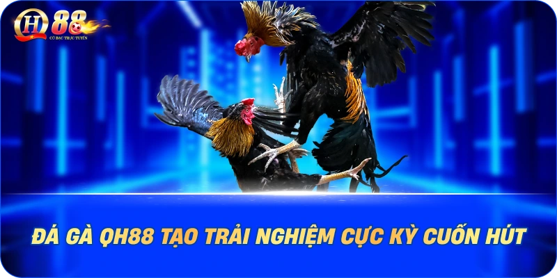 Đá gà QH88 tạo trải nghiệm cực kỳ cuốn hút